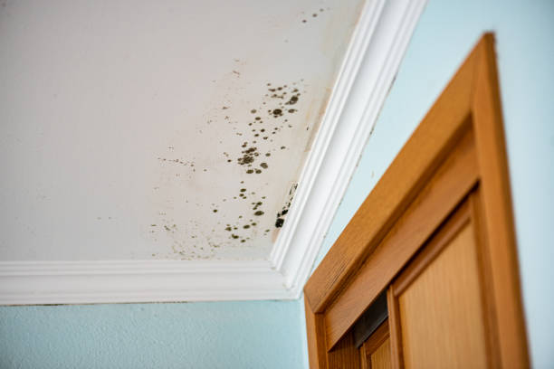 Best Emergency Mold Remediation  in Exander City, AL